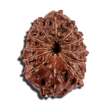 Load image into Gallery viewer, 12 Mukhi Indonesian Rudraksha - Bead No. 334
