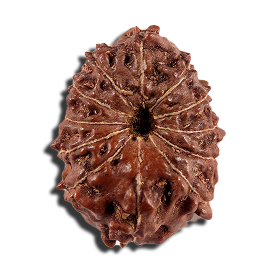 12 Mukhi Indonesian Rudraksha - Bead No. 334