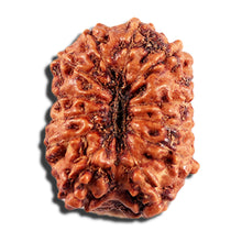 Load image into Gallery viewer, 12 Mukhi Indonesian Rudraksha - Bead No. 335
