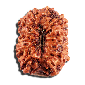 12 Mukhi Indonesian Rudraksha - Bead No. 335