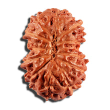 Load image into Gallery viewer, 12 Mukhi Indonesian Rudraksha - Bead No. 336
