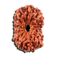 Load image into Gallery viewer, 12 Mukhi Indonesian Rudraksha - Bead No. 337
