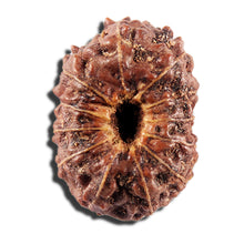 Load image into Gallery viewer, 12 Mukhi Indonesian Rudraksha - Bead No. 339
