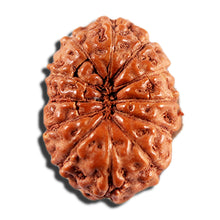 Load image into Gallery viewer, 12 Mukhi Indonesian Rudraksha - Bead No. 341
