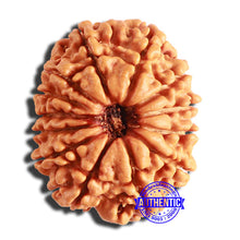 Load image into Gallery viewer, 13 Mukhi Nepalese Rudraksha - Bead No. 338
