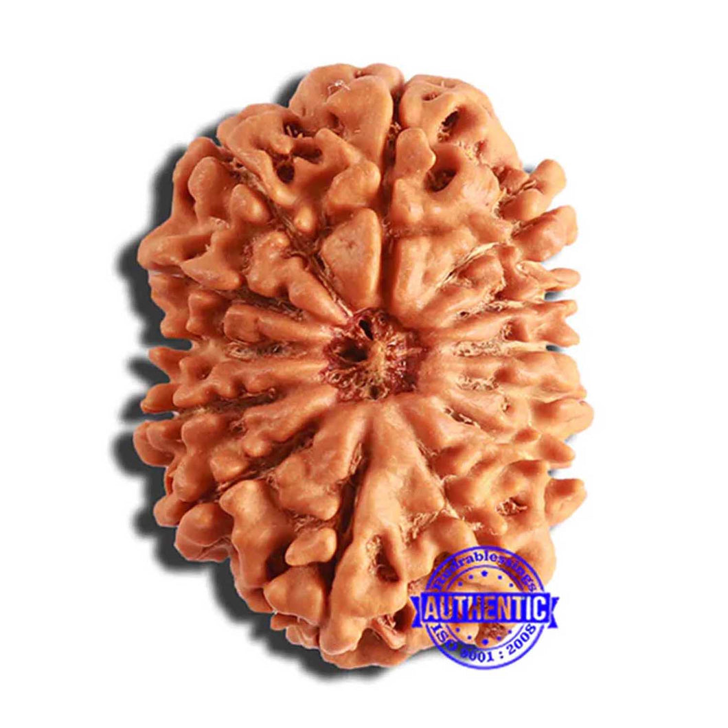 13 Mukhi Nepalese Rudraksha - Bead No. 331