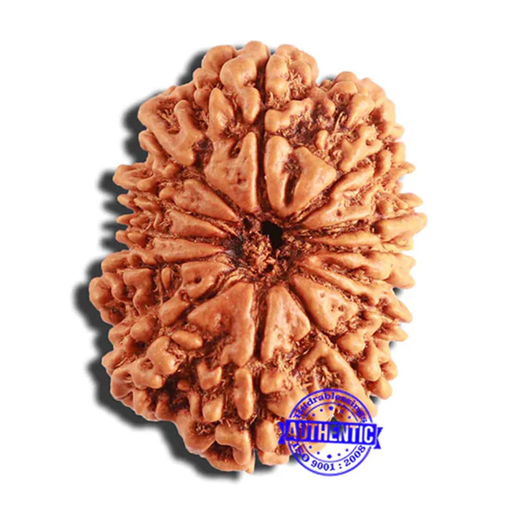 13 Mukhi Nepalese Rudraksha - Bead No. 340