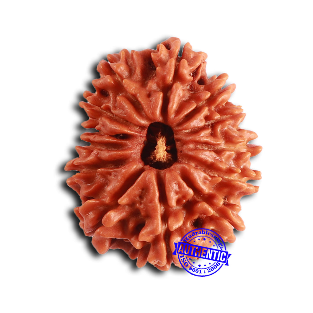 13 Mukhi Nepalese Rudraksha - Bead No. 358