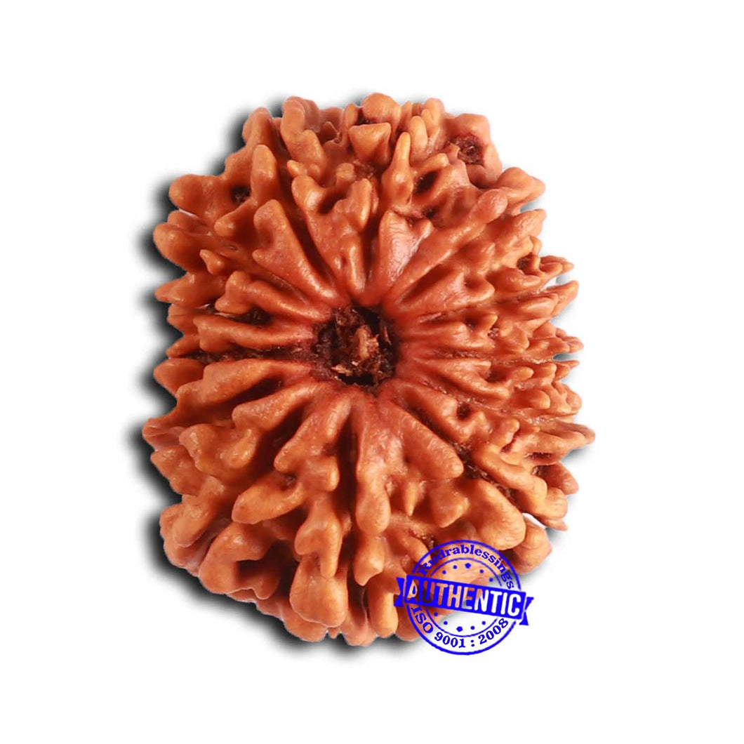 13 Mukhi Nepalese Rudraksha - Bead No. 365