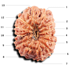 13 Mukhi Indonesian Rudraksha - Bead No 262