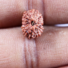 Load image into Gallery viewer, 13 Mukhi Indonesian Rudraksha - Bead No 262
