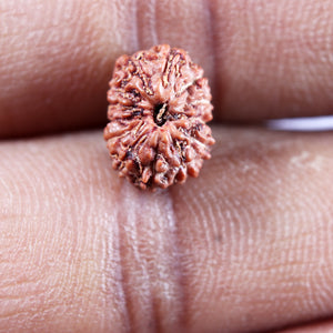 13 Mukhi Indonesian Rudraksha - Bead No 262