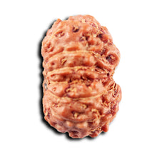 Load image into Gallery viewer, 13 Mukhi Indonesian Rudraksha - Bead No 262
