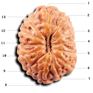 13 Mukhi Indonesian Rudraksha - Bead No 263