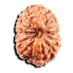 13 Mukhi Indonesian Rudraksha - Bead No 263