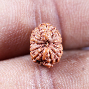 13 Mukhi Indonesian Rudraksha - Bead No 263