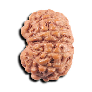 13 Mukhi Indonesian Rudraksha - Bead No 263