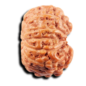 13 Mukhi Indonesian Rudraksha - Bead No 263