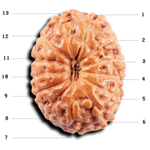 13 Mukhi Indonesian Rudraksha - Bead No 264