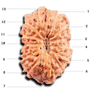 13 Mukhi Indonesian Rudraksha - Bead No 265