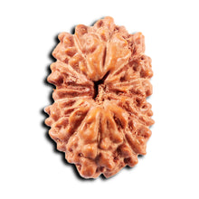 Load image into Gallery viewer, 13 Mukhi Indonesian Rudraksha - Bead No 265
