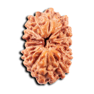 13 Mukhi Indonesian Rudraksha - Bead No 265