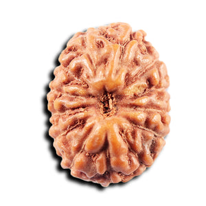 13 Mukhi Indonesian Rudraksha - Bead No 264