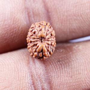 13 Mukhi Indonesian Rudraksha - Bead No 264