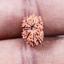 Load image into Gallery viewer, 13 Mukhi Indonesian Rudraksha - Bead No 265
