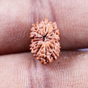 13 Mukhi Indonesian Rudraksha - Bead No 265