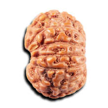 Load image into Gallery viewer, 13 Mukhi Indonesian Rudraksha - Bead No 264
