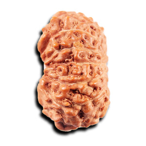 13 Mukhi Indonesian Rudraksha - Bead No 265