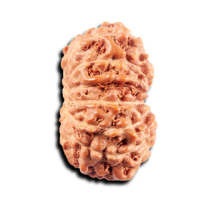 13 Mukhi Indonesian Rudraksha - Bead No 265