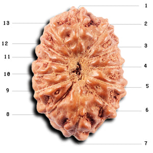 13 Mukhi Indonesian Rudraksha - Bead No 266