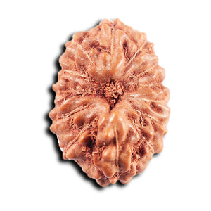 13 Mukhi Indonesian Rudraksha - Bead No 266