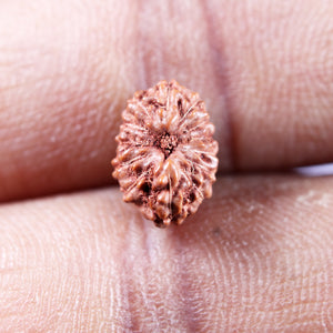 13 Mukhi Indonesian Rudraksha - Bead No 266