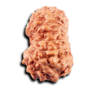 13 Mukhi Indonesian Rudraksha - Bead No 266