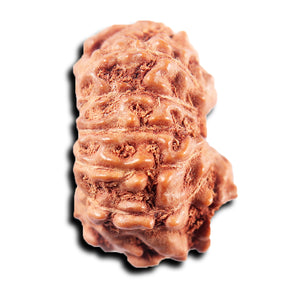 13 Mukhi Indonesian Rudraksha - Bead No 266