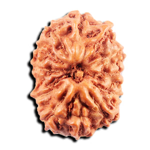 13 Mukhi Indonesian Rudraksha - Bead No 267