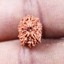 Load image into Gallery viewer, 13 Mukhi Indonesian Rudraksha - Bead No 267
