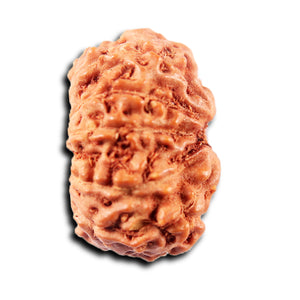 13 Mukhi Indonesian Rudraksha - Bead No 267