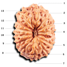 Load image into Gallery viewer, 13 Mukhi Indonesian Rudraksha - Bead No. 268
