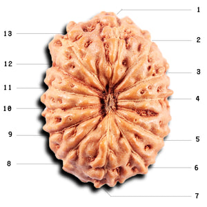 13 Mukhi Indonesian Rudraksha - Bead No. 268