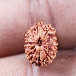 13 Mukhi Indonesian Rudraksha - Bead No. 268