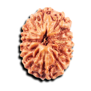 13 Mukhi Indonesian Rudraksha - Bead No. 268