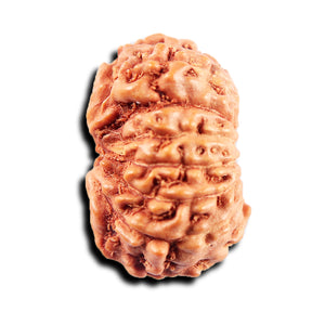 13 Mukhi Indonesian Rudraksha - Bead No. 268