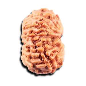 13 Mukhi Indonesian Rudraksha - Bead No. 268