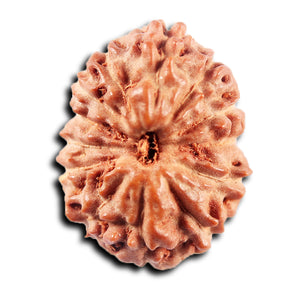 13 Mukhi Indonesian Rudraksha - Bead No. 271