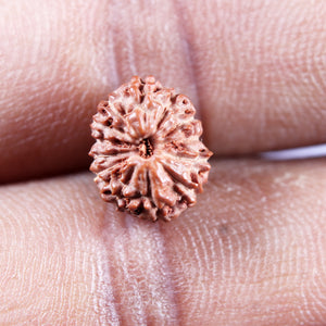 13 Mukhi Indonesian Rudraksha - Bead No. 271