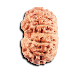 13 Mukhi Indonesian Rudraksha - Bead No. 271